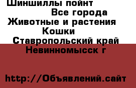 Шиншиллы пойнт ns1133,ny1133. - Все города Животные и растения » Кошки   . Ставропольский край,Невинномысск г.